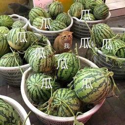 龙坤娱乐吃瓜,揭秘娱乐圈背后的“吃瓜”真相